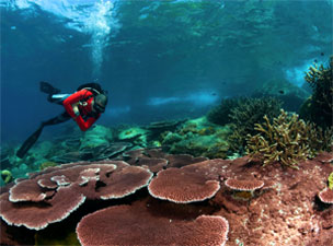 diving-malaysia-resorts
